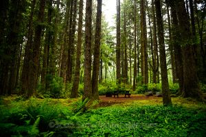 forest view from hiking path