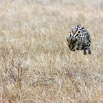 Cheetah Pouncing