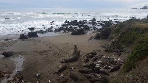 Elephant Seals in San Simeon