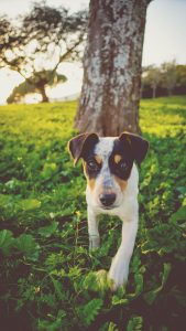 dog playing next to a tree