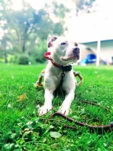 white Pitbull with a red collar laying down in the grass