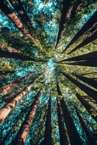 view of trees while RV camping