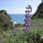 Big Sur coastline