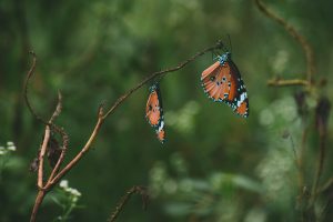 Pismo Beach Monarch Butterfly Grove