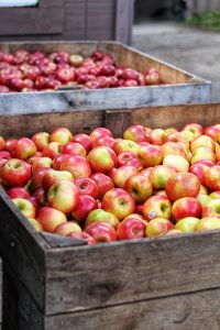 Apple Picking in San Luis Obispo