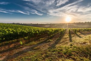 September is California Wine Month in San Luis Obispo