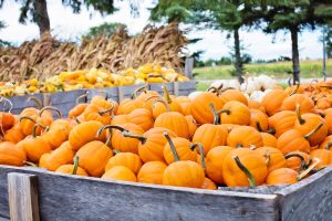 Pumpkin patch in San Luis Obispo