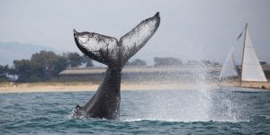 whale tail sticking out of the water