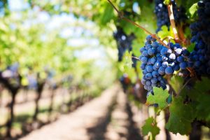 closeup of grapes at a vineyard in Napa Valley, California