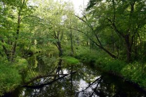 A brook in Maine surrounded by trees