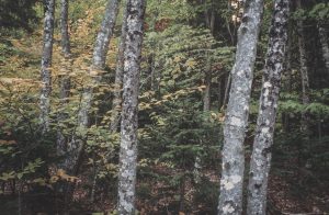 Forest trees and fall foliage in Maine