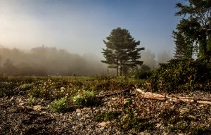 Foest and meadow with morning fog, Lincolnville Beach, Maine, USA