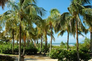 tropical beach with palm trees in Key West