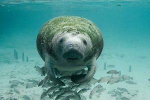 manatee underwater surrounded by fish