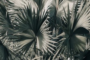 palm fronds